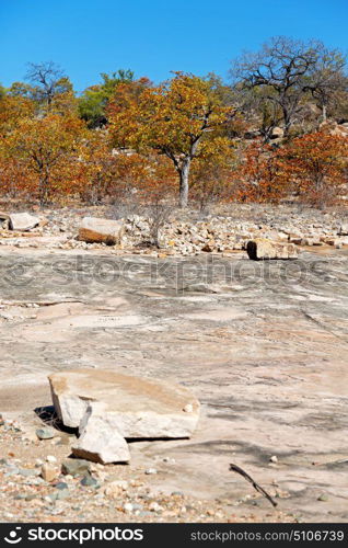 blur in south africa wildlife water plant and tree in the national kruger park