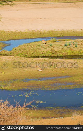 blur in south africa wildlife water plant and tree in the national kruger park