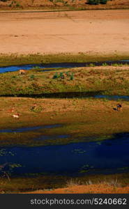 blur in south africa wildlife water plant and tree in the national kruger park