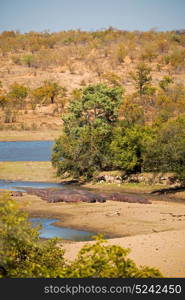 blur in south africa wildlife water plant and tree in the national kruger park