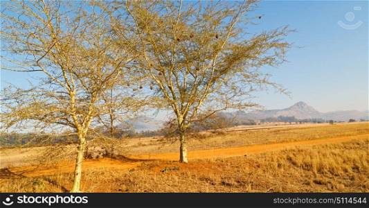 blur in swaziland mlilwane wildlife nature reserve mountain and tree