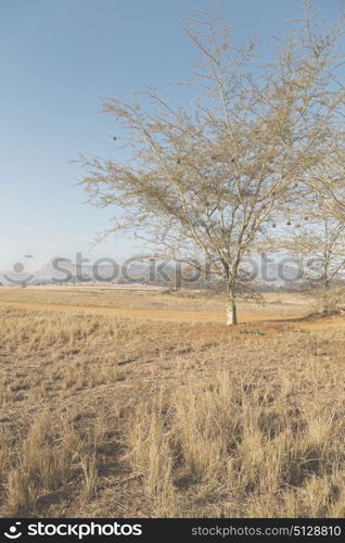 blur in swaziland mlilwane wildlife nature reserve mountain and tree