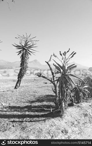 blur in swaziland mlilwane wildlife nature reserve mountain and tree