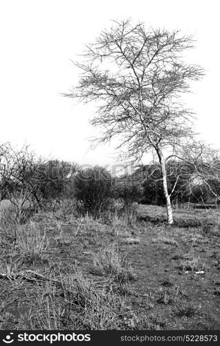 blur in swaziland mlilwane wildlife nature reserve mountain and tree