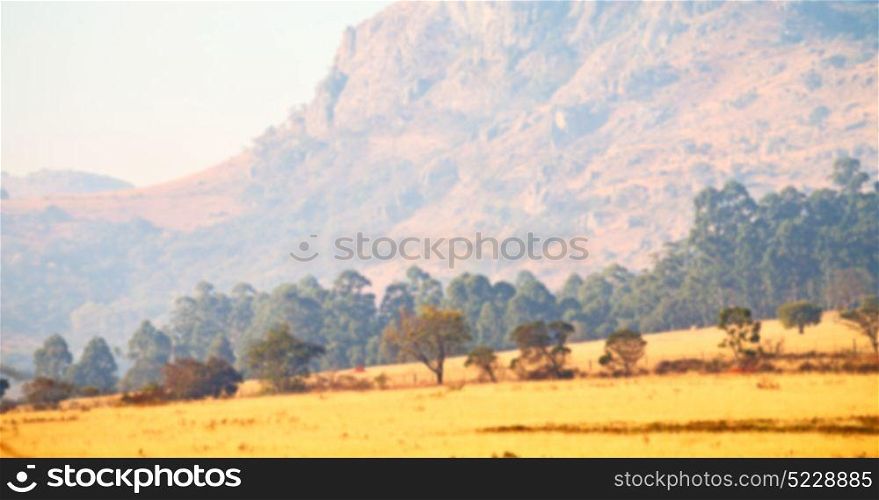 blur in swaziland mlilwane wildlife nature reserve mountain and tree