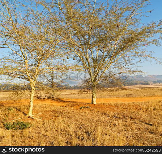 blur in swaziland mlilwane wildlife nature reserve mountain and tree