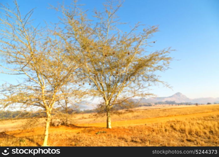 blur in swaziland mlilwane wildlife nature reserve mountain and tree