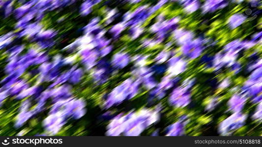 blur in the spring colors flowers and garden