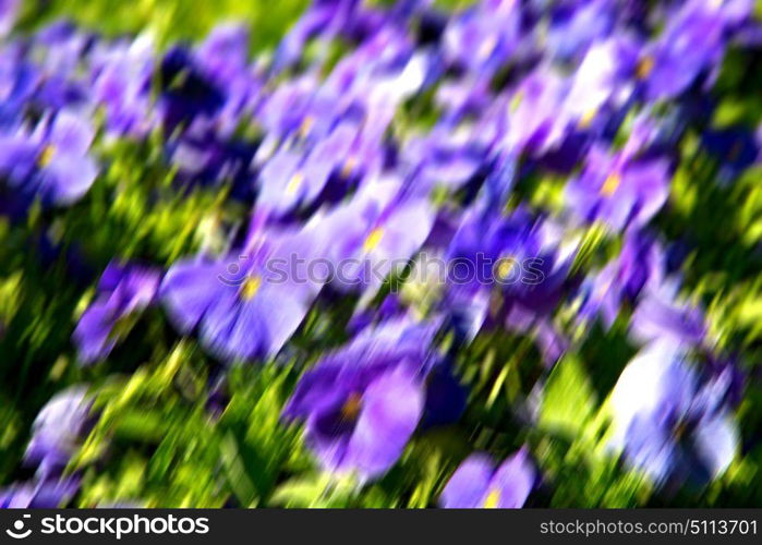 blur in the spring colors flowers and garden