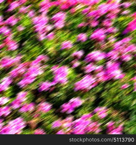 blur in the spring colors flowers and garden