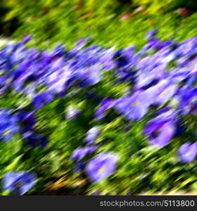 blur in the spring colors flowers and garden