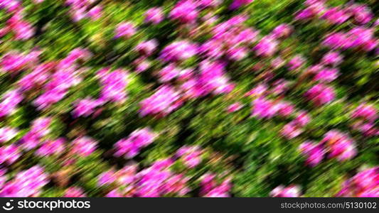 blur in the spring colors flowers and garden