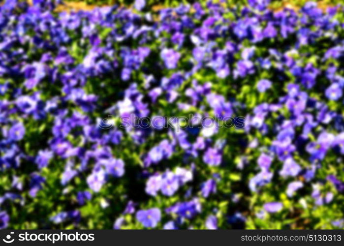 blur in the spring colors flowers and garden