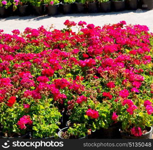 blur in the spring colors flowers and garden