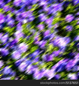 blur in the spring colors flowers and garden