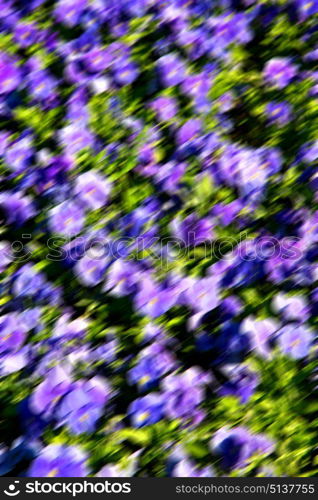 blur in the spring colors flowers and garden