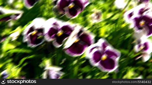 blur in the spring colors flowers and garden