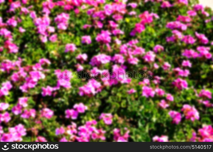 blur in the spring colors flowers and garden