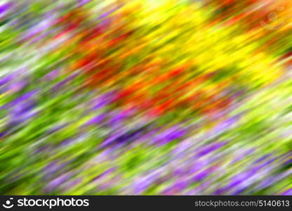 blur in the spring colors flowers and garden