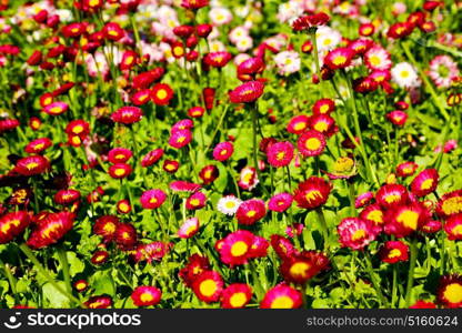 blur in the spring colors flowers and garden