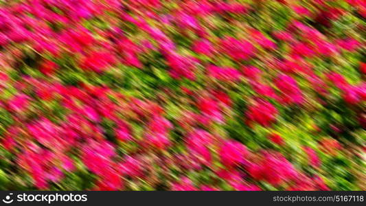 blur in the spring colors flowers and garden