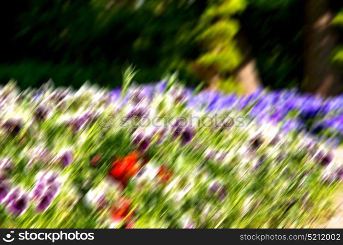 blur in the spring colors flowers and garden