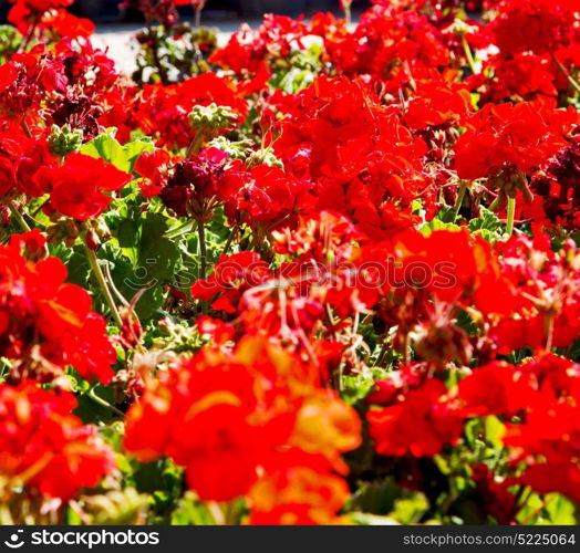 blur in the spring colors flowers and garden