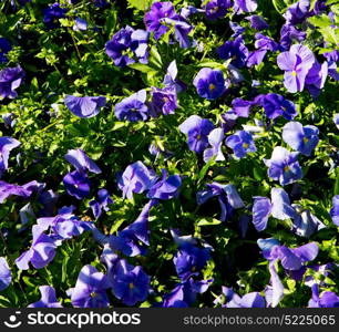 blur in the spring colors flowers and garden