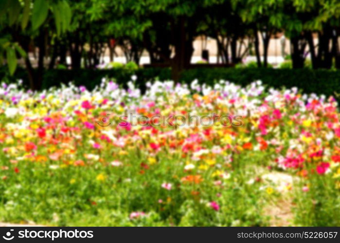 blur in the spring colors flowers and garden