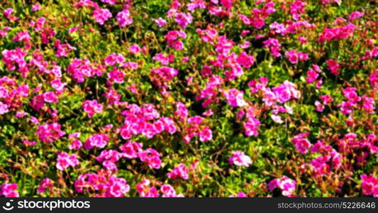 blur in the spring colors flowers and garden