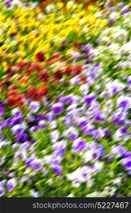 blur in the spring colors flowers and garden
