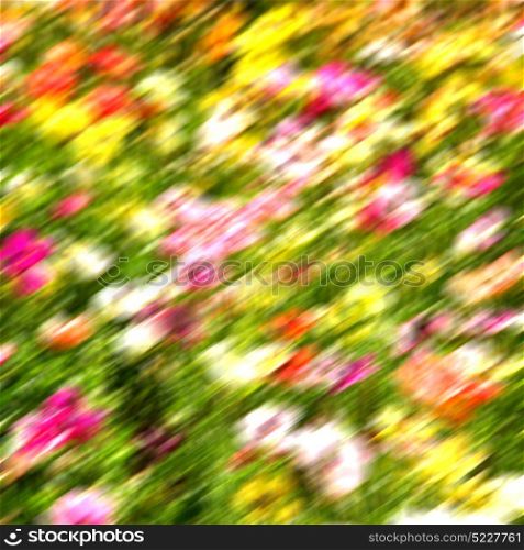 blur in the spring colors flowers and garden