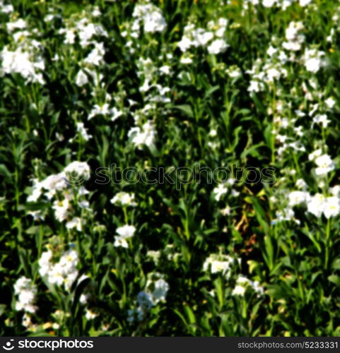 blur in the spring colors flowers and garden