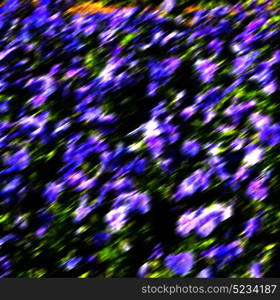 blur in the spring colors flowers and garden