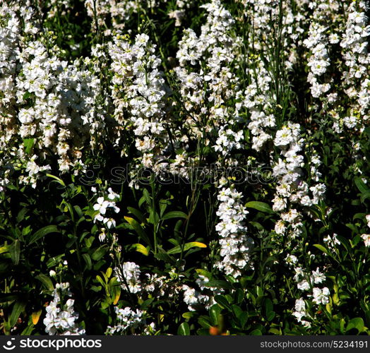 blur in the spring colors flowers and garden