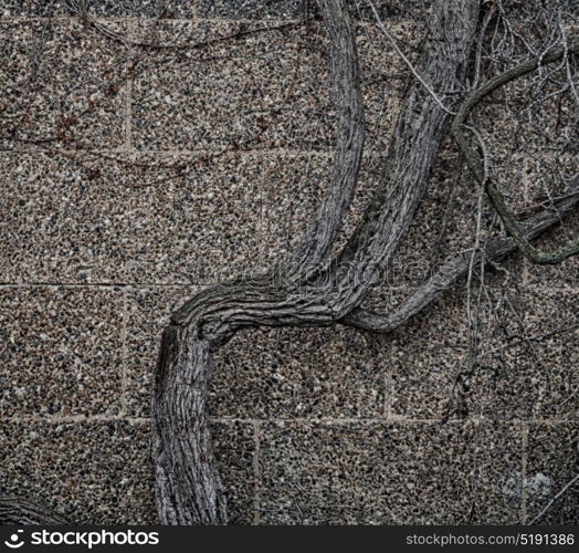 blur in the wall with natural branch and roots