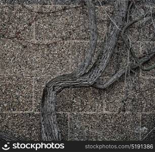 blur in the wall with natural branch and roots