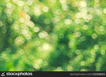 Blur light bokeh with blur tree in background. Abstract background.