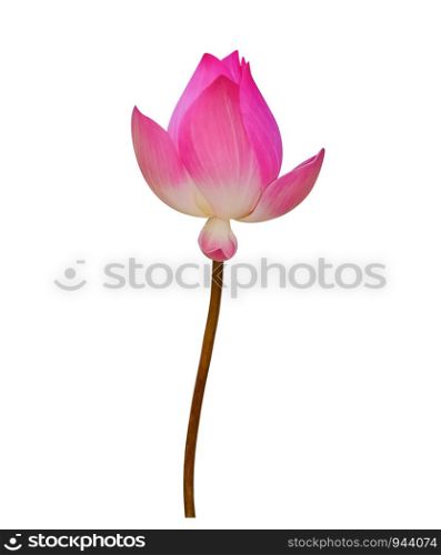blur lotus on white background