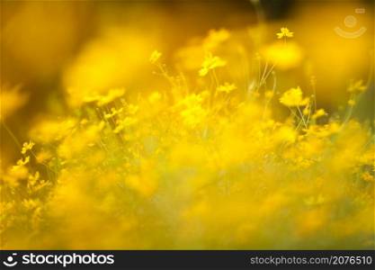 Blured defocused. Abstract yellow sulfur cosmos background