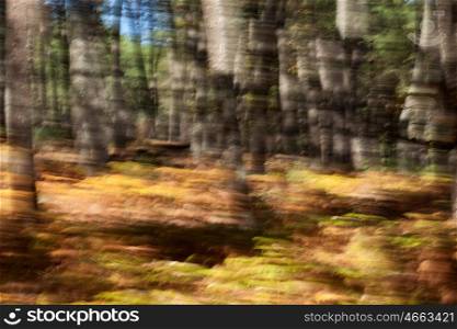 Blurred abstract in strong colors of the edge of a forest in autumn&#xA;&#xA;