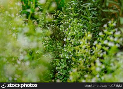 Blurred and defocus image of lush green rosemary plants with small flowers in the herb garden.