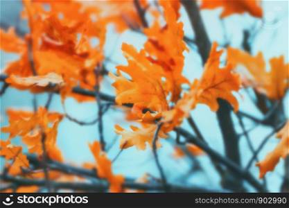 Blurred autumn background - orange oak leaves against the blue sky. Soft selective focus, blurred filter.