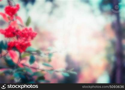 Blurred autumn background with branch of red rowan berries, fall outdoor nature