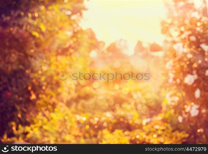 Blurred autumn nature background with sun light and bokeh