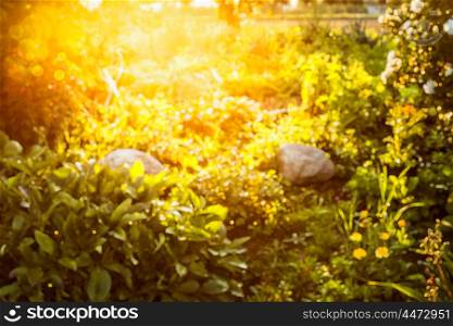Blurred autumn or summer nature background in garden or park over sunset light