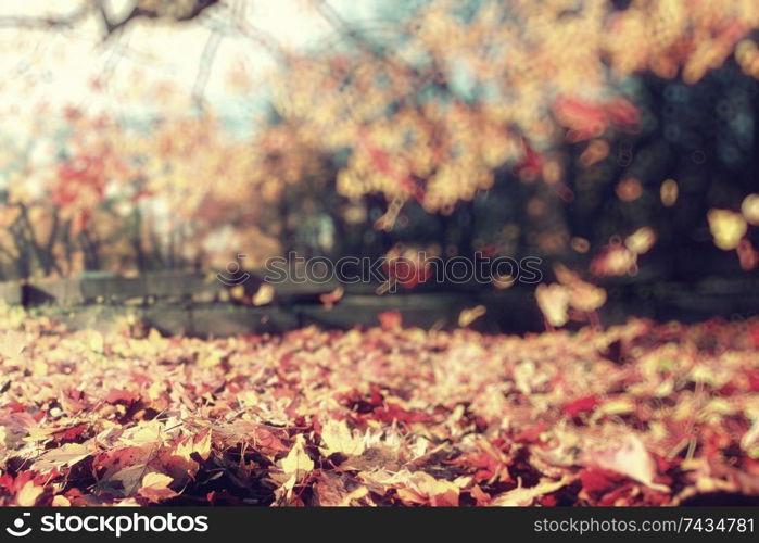 blurred background autumn leaves yellow trees