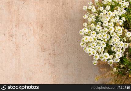 Blurred background floor of green plant beside paved surface with white flowers and concrete walkway with space for text.