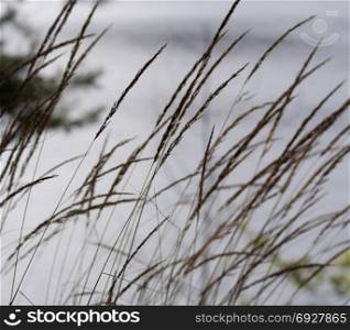 Blurred background natural background with grass and blurry water surface