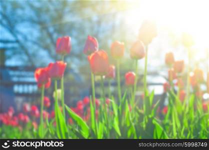 Blurred background of red colored tulips. Blurred background of red colored tulips with starburst sun